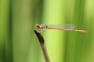 Insectes Agrion délicat (Ceriagrion tenellum)