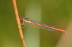 Insectes Agrion délicat (Ceriagrion tenellum)