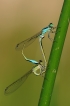 Insectes Agrion élégant (Ischnura elegans)