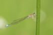 Insectes Agrion élégant (Ischnura elegans)