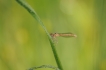 Insectes Agrion orangé (Platycnemis acutipennis)