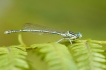 Insectes agrion à larges pattes (Platycnemis pennipes)