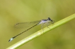 Insectes Agrion élégant (Ischnura elegans)