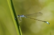 Insectes Agrion élégant (Ischnura elegans)