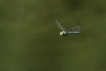 Insectes Anax empereur (Anax imperator)