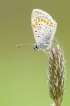 Insectes Argus bleu (Polyommatus icarus)