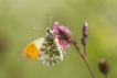 Insectes Aurore (anthocaris cardamines)