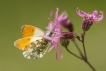 Insectes Aurore (anthocaris cardamines)