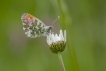 Insectes Aurore (anthocaris cardamines)