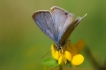 Insectes Azuré porte-qeue (Lampides boeticus)