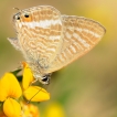 Insectes Azuré porte-qeue (Lampides boeticus)