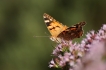 Insectes Belle Dame (Vanessa cardui)