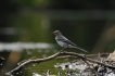 Oiseaux Bergeronnette grise (Motacilla alba)