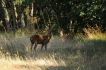 Mammifères Chevreuil (Capreolus capreolus)