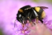 Insectes bourdon terrestre (Bombus terrestris)