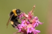Insectes bourdon terrestre (Bombus terrestris)