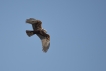 Oiseaux Busard des roseaux (Circus aeruginosus)