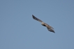 Oiseaux Busard des roseaux (Circus aeruginosus)