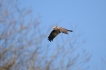 Oiseaux Busard des roseaux (Circus aeruginosus)