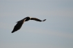 Oiseaux Busard des roseaux (Circus aeruginosus)