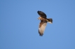 Oiseaux Busard des roseaux (Circus aeruginosus)