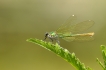 Insectes Caloptéryx éclatant (Calopteryx splendens)