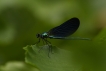 Insectes Caloptéryx vierge (Calopteryx virgo)