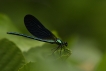 Insectes Caloptéryx vierge (Calopteryx virgo)