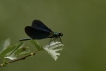 Insectes Caloptéryx vierge (Calopteryx virgo)