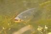 Poissons Carpe miroir (Cyprinus carpio carpio)