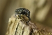Insectes Charançon sp.