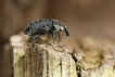 Insectes Charançon sp.