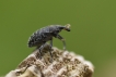Insectes Charançon sp.