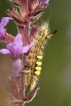 Insectes Etoilée ou Bombyx antique (Orgyia antiqua)