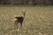 Mammifères Chevreuil (Capreolus capreolus)