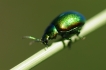 Insectes Chrysomèle de la menthe (Chrysolina herbacea)