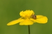 Insectes Coccinelle à 16 points (Tytthaspis sedecimpunctata)