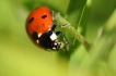 Insectes Coccinelle à 7 points (Coccinella septempunctata)