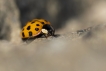 Insectes Coccinelle asiatique (Harmonia axyridis)