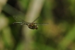 Insectes Cordulie métallique (Somatochlora metallica)