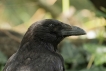 Oiseaux Corneille noire (Corvus corone)