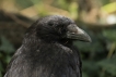 Oiseaux Corneille noire (Corvus corone)
