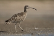 Oiseaux Courlis corlieu (Numenius phaeopus)