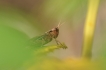 Insectes Criquet (Caelifera sp.)