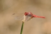  Libellule écarlate (Crocothemis erythraea)