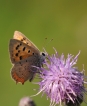 Insectes Cuivré commun (Lycaena phlaeas)