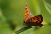 Insectes Cuivré commun (Lycaena phlaeas)