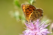 Insectes Cuivré fuligineux (Lycaena tityrus)