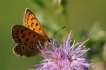 Insectes Cuivré fuligineux (Lycaena tityrus)