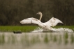 Oiseaux Cygne tuberculé (Cygnus olor)